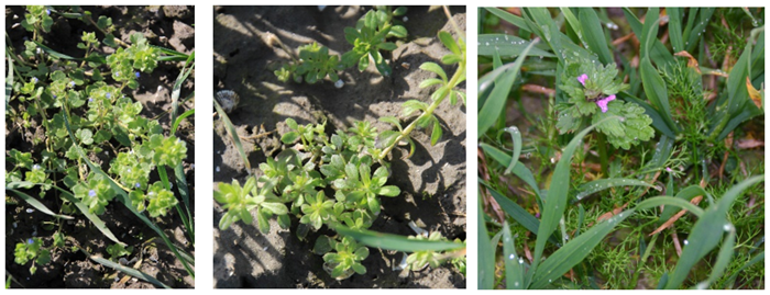 Cossack Star diverse onkruiden.png